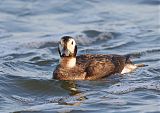 Long-tailed Duck